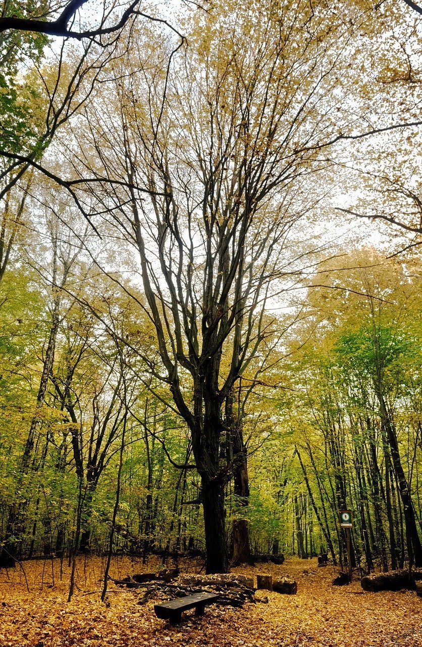 landscape, autumn, nature